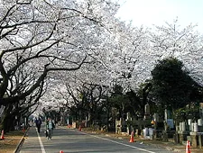 桜が咲く谷中霊園の参道