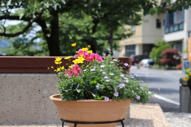 鉢植えに咲く花